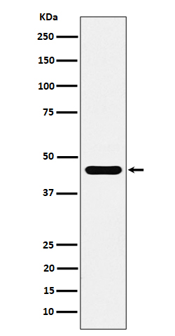 1 - Anti-ACTR1B Rabbit Monoclonal Antibody ABO16523