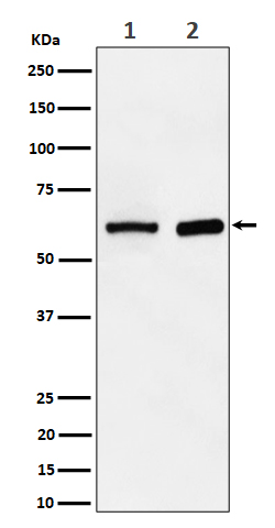 1 - Anti-ATE1 Rabbit Monoclonal Antibody ABO16526