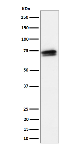 1 - Anti-SSX2IP Rabbit Monoclonal Antibody ABO16529