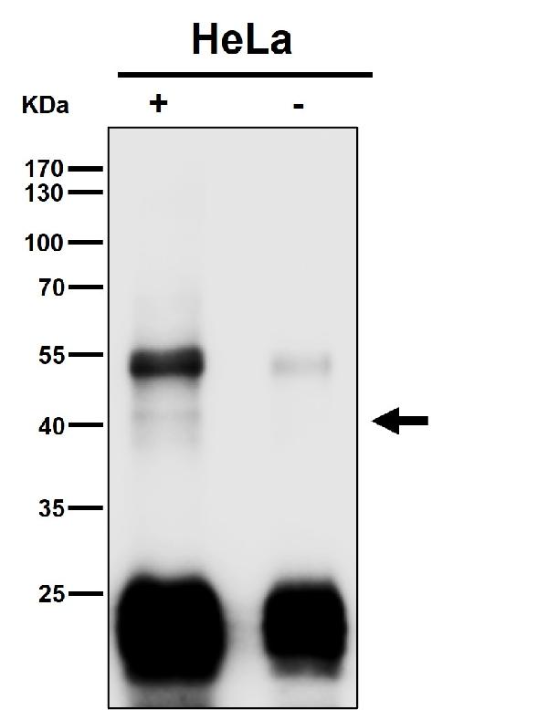 1 - Anti-Clusterin Rabbit Monoclonal Antibody ABO16532