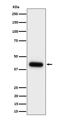 1 - Anti-Clusterin Rabbit Monoclonal Antibody ABO16532