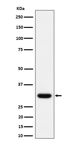 1 - Anti-Adiponectin Rabbit Monoclonal Antibody ABO16533