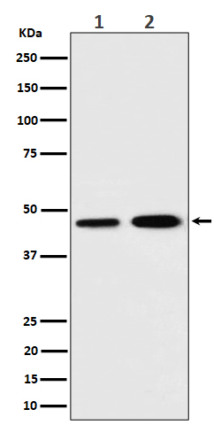1 - Anti-TIM44 Rabbit Monoclonal Antibody ABO16534