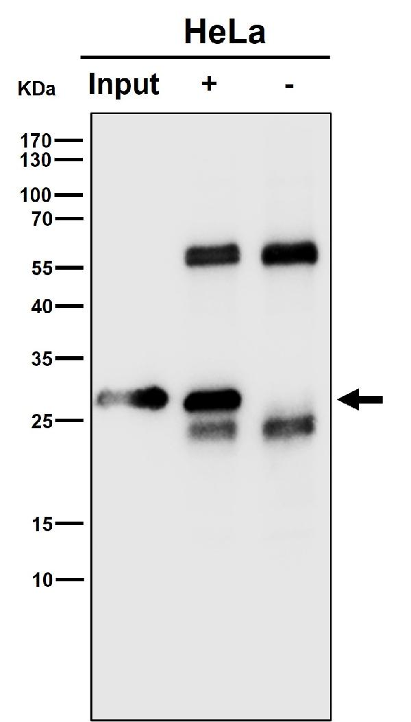 1 - Anti-RPS8 Rabbit Monoclonal Antibody ABO16536