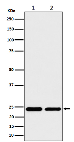 1 - Anti-RPS8 Rabbit Monoclonal Antibody ABO16536