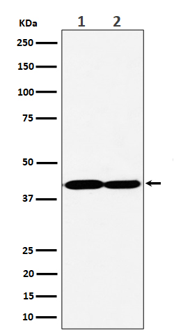 1 - Anti-GNAQ Rabbit Monoclonal Antibody ABO16538