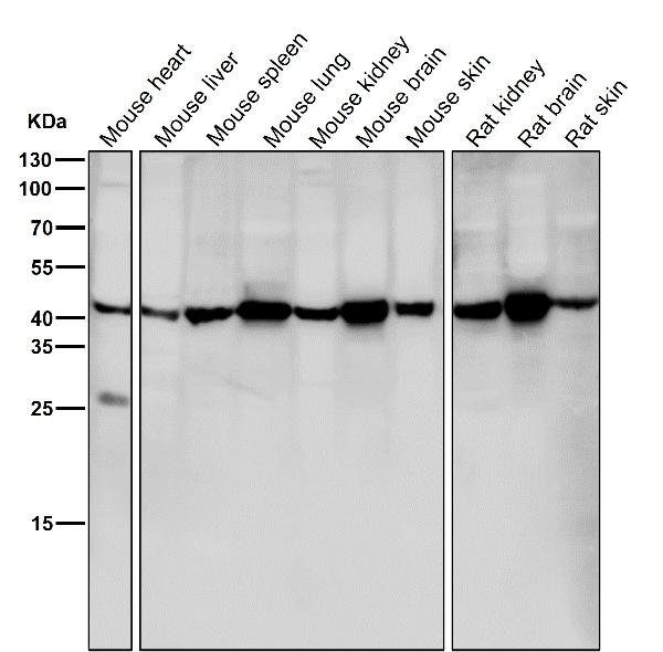 1 - Anti-GNAQ Rabbit Monoclonal Antibody ABO16538