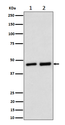 1 - Anti-Annexin A7 Rabbit Monoclonal Antibody ABO16539