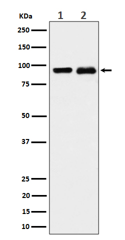 1 - Anti-CSDE1 Rabbit Monoclonal Antibody ABO16540