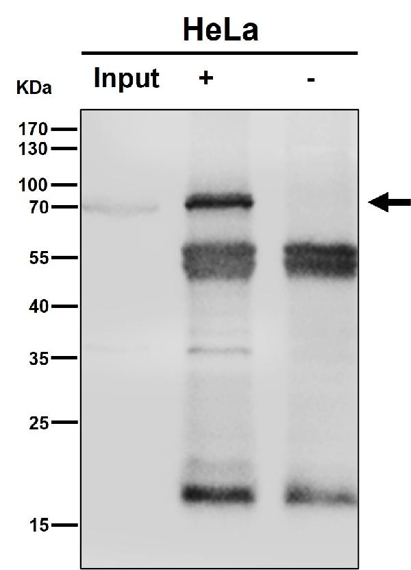 1 - Anti-PREPL Rabbit Monoclonal Antibody ABO16542
