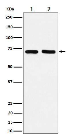 1 - Anti-PREPL Rabbit Monoclonal Antibody ABO16542