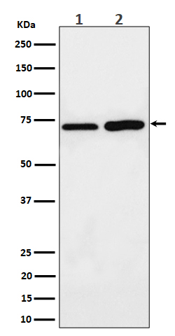 1 - Anti-PREPL Rabbit Monoclonal Antibody ABO16543