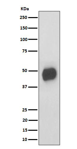 1 - Anti-CD147 Rabbit Monoclonal Antibody ABO16544