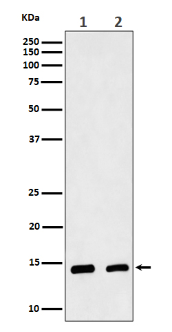 1 - Anti-CRABP2 Rabbit Monoclonal Antibody ABO16545