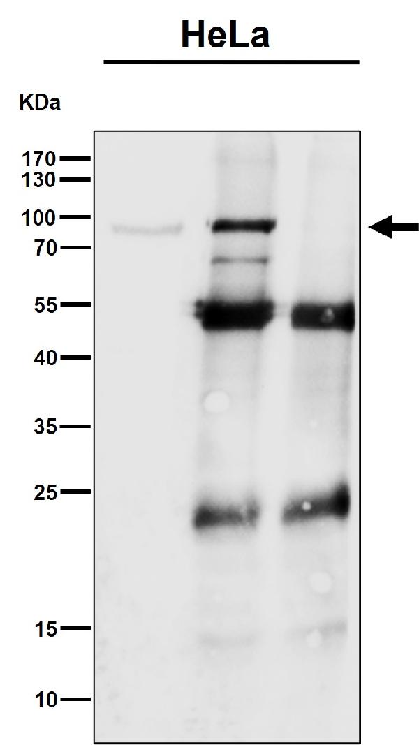 1 - Anti-CSDE1 Rabbit Monoclonal Antibody ABO16546