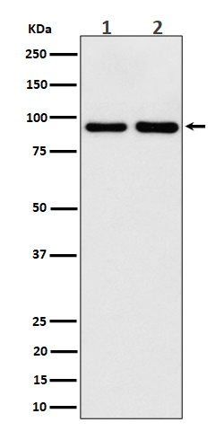 1 - Anti-CSDE1 Rabbit Monoclonal Antibody ABO16546