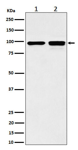 1 - Anti-MCM6 Rabbit Monoclonal Antibody ABO16547