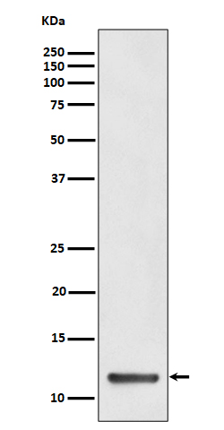 1 - Anti-TCTEX1 Rabbit Monoclonal Antibody ABO16548