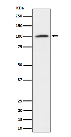 1 - Anti-Nucleolin Rabbit Monoclonal Antibody ABO16550