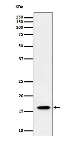 1 - Anti-TCEB2 Rabbit Monoclonal Antibody ABO16551