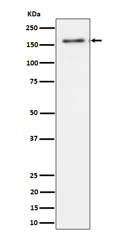 1 - Anti-TMF Rabbit Monoclonal Antibody ABO16552