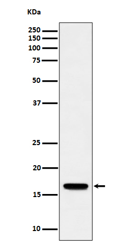 1 - Anti-TCEB2 Rabbit Monoclonal Antibody ABO16553