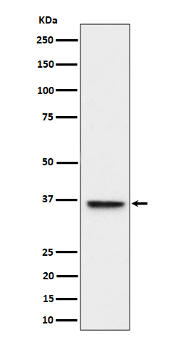 1 - Anti-ULBP1 Rabbit Monoclonal Antibody ABO16554
