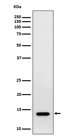 1 - Anti-RNF7 Rabbit Monoclonal Antibody ABO16555