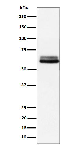 1 - Anti-BIN1 Rabbit Monoclonal Antibody ABO16557