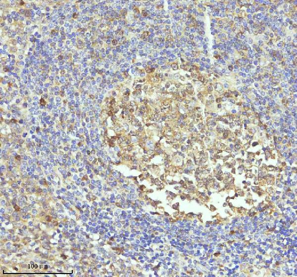 2 - Anti-Caspase 3 Rabbit Monoclonal Antibody ABO16560