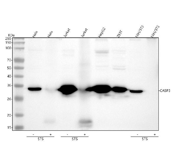 1 - Anti-Caspase 3 Rabbit Monoclonal Antibody ABO16560