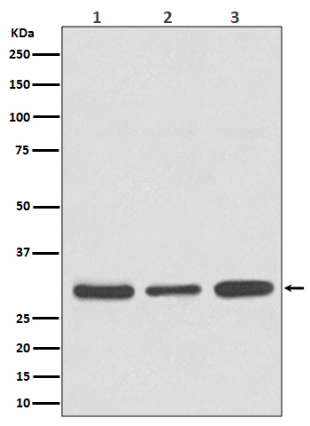 1 - Anti-Caspase 3 Rabbit Monoclonal Antibody ABO16560
