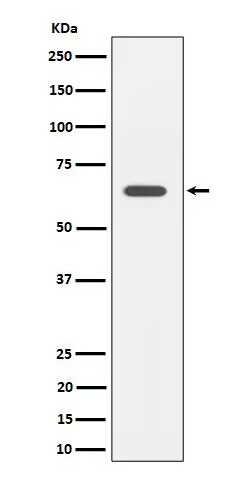 1 - Anti-SOCS7 Rabbit Monoclonal Antibody ABO16561