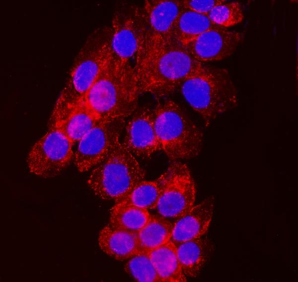 3 - Anti-NDFIP2 Antibody Picoband™ (monoclonal, 10D6D7) ABO16563