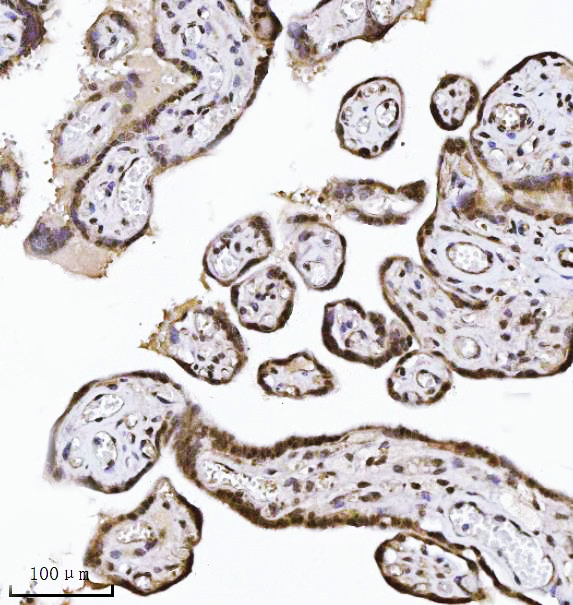 2 - Anti-NDFIP2 Antibody Picoband™ (monoclonal, 10D6D7) ABO16563