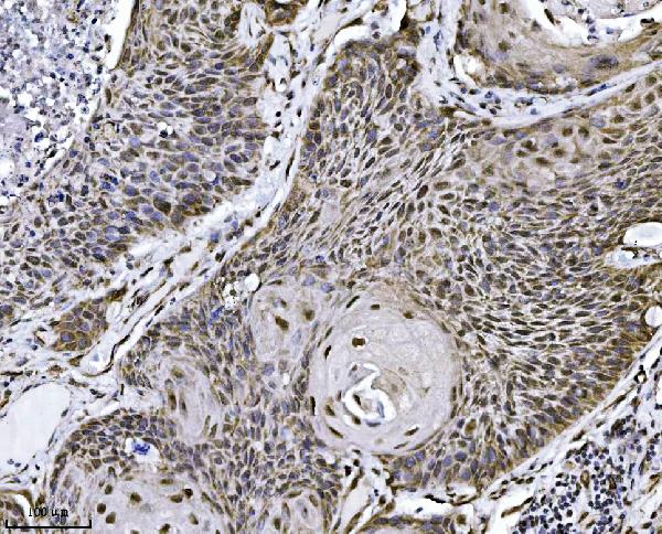 2 - Anti-NDFIP2 Antibody Picoband™ (monoclonal, 10D6D7) ABO16563