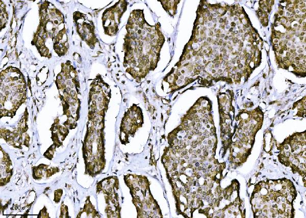 2 - Anti-NDFIP2 Antibody Picoband™ (monoclonal, 10D6D7) ABO16563