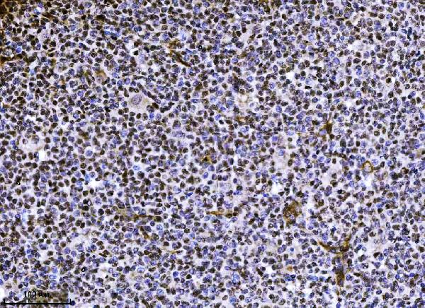 2 - Anti-NDFIP2 Antibody Picoband™ (monoclonal, 10D6D7) ABO16563