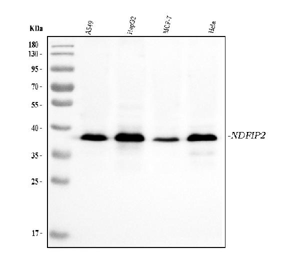 1 - Anti-NDFIP2 Antibody Picoband™ (monoclonal, 10D6D7) ABO16563
