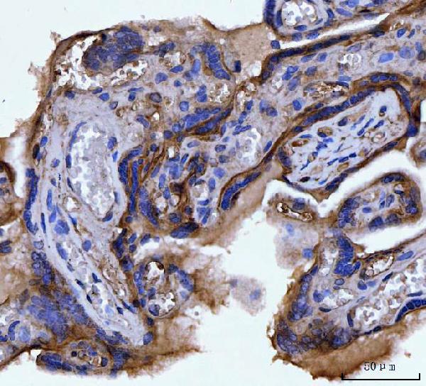 2 - Anti-Integrin alpha V/ITGAV Antibody Picoband™ (monoclonal, 8B10H2) ABO16564