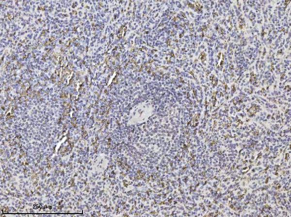 2 - Anti-SLC4A1/CD233/Band 3 Antibody Picoband™ (monoclonal, 5G2G7) ABO16565