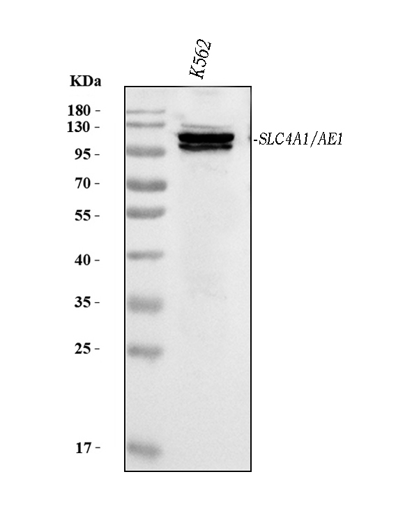 1 - Anti-SLC4A1/CD233/Band 3 Antibody Picoband™ (monoclonal, 5G2G7) ABO16565