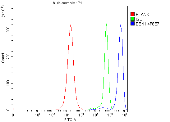 1 - Anti-Drebrin/DBN1 Antibody Picoband™ (monoclonal, 4F6E7) ABO16566