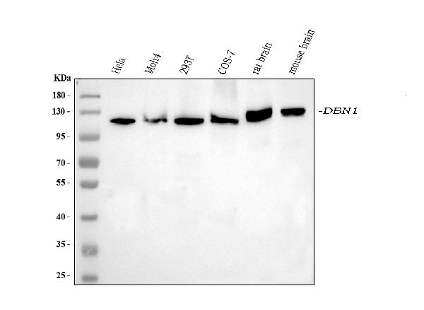1 - Anti-Drebrin/DBN1 Antibody Picoband™ (monoclonal, 4F6E7) ABO16566