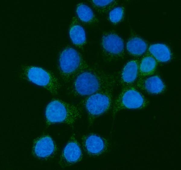 3 - Anti-MPPB/PMPCB Antibody Picoband™ (monoclonal, 9F13E4) ABO16567