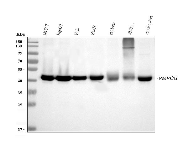 1 - Anti-MPPB/PMPCB Antibody Picoband™ (monoclonal, 9F13E4) ABO16567