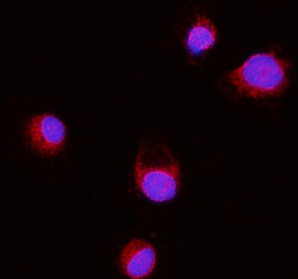 3 - Anti-Erlin-2/ERLIN2 Antibody Picoband™ (monoclonal, 3H9A2) ABO16568