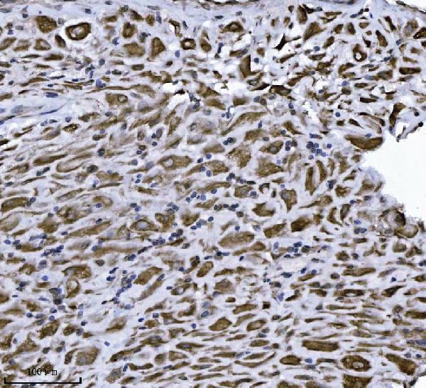 2 - Anti-Erlin-2/ERLIN2 Antibody Picoband™ (monoclonal, 3H9A2) ABO16568