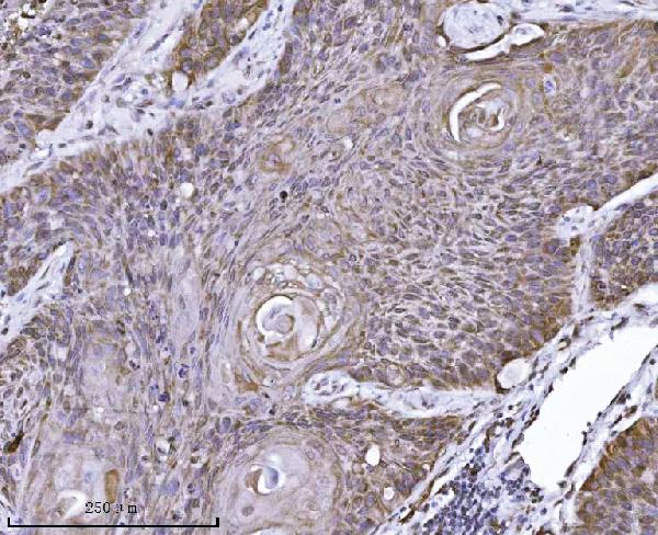 2 - Anti-Erlin-2/ERLIN2 Antibody Picoband™ (monoclonal, 3H9A2) ABO16568