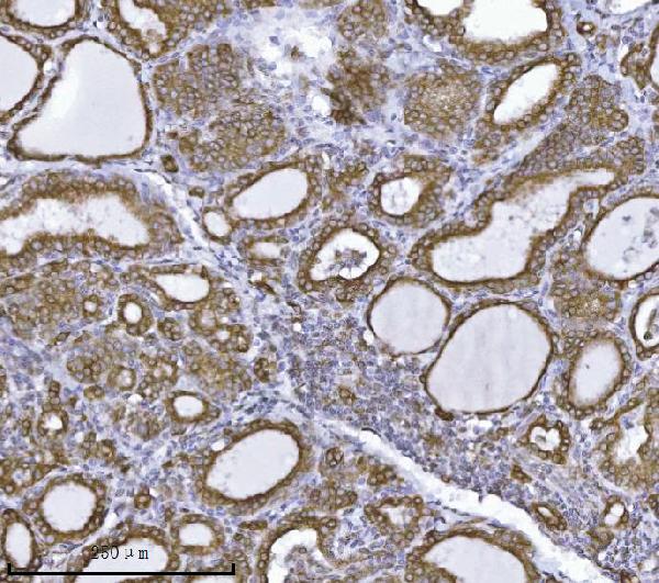 2 - Anti-Erlin-2/ERLIN2 Antibody Picoband™ (monoclonal, 3H9A2) ABO16568